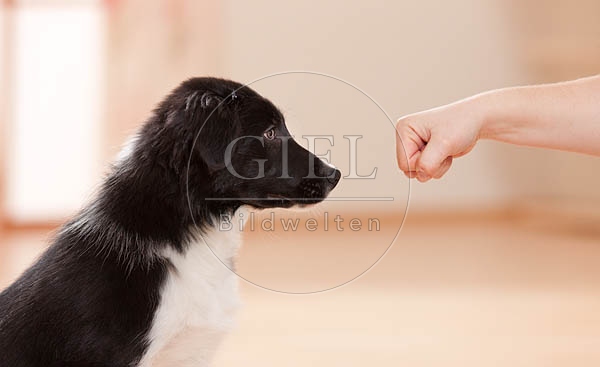 043873 Border Collie Welpe