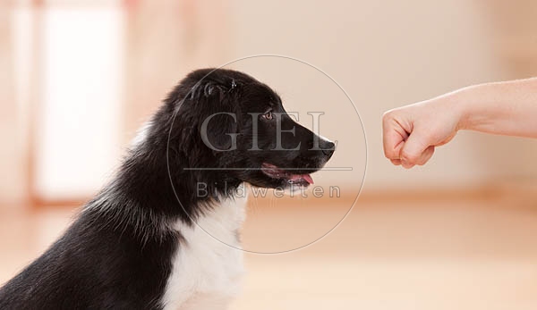 043874 Border Collie Welpe