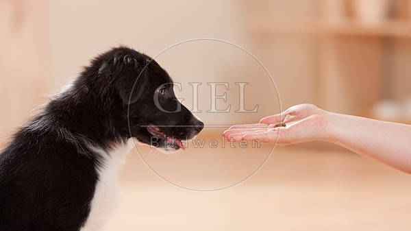 043875 Border Collie Welpe