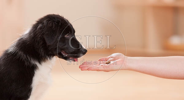 043876 Border Collie Welpe