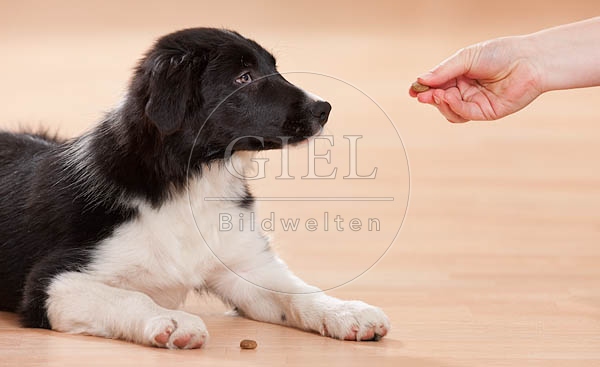 043877 Border Collie Welpe