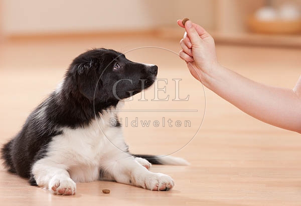 043878 Border Collie Welpe