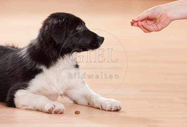 043879 Border Collie Welpe