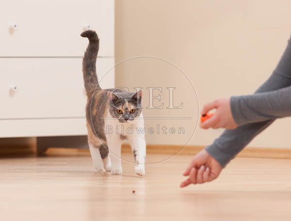 043883 junge Britisch Kurzhaar Katze