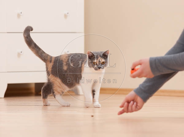 043884 junge Britisch Kurzhaar Katze