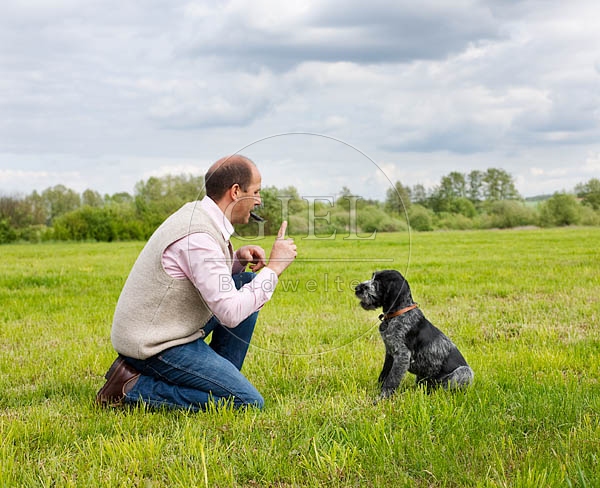 044800 Mann und Deutsch Drahthaar Welpe