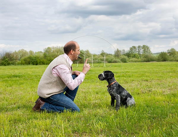 044801 Mann und Deutsch Drahthaar Welpe