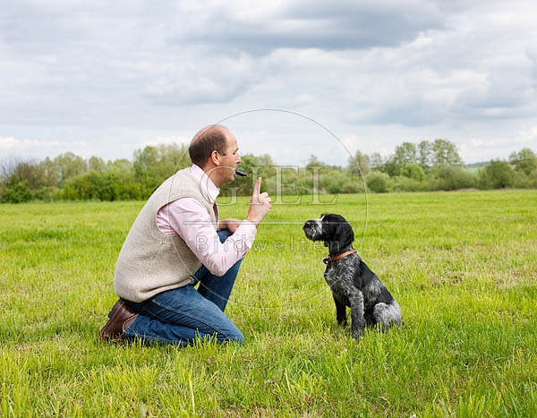 044802 Mann und Deutsch Drahthaar Welpe