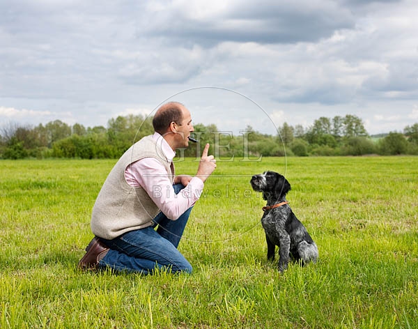 044803 Mann und Deutsch Drahthaar Welpe