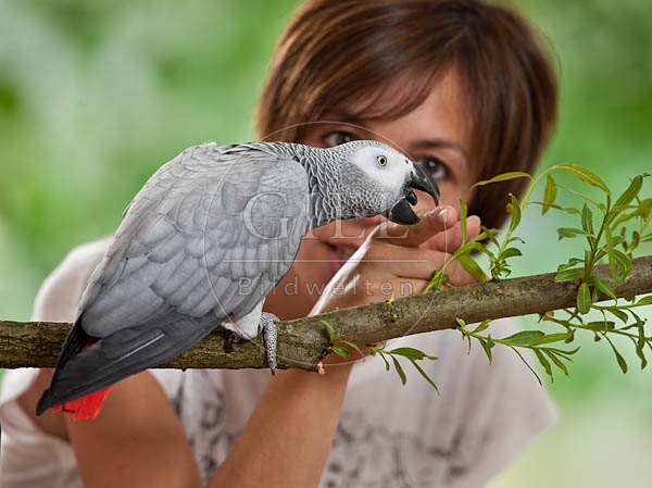 045077 Frau und Kongo Graupapagei