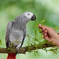 045081 Kongo Graupapagei