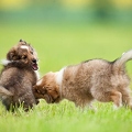 045196 Sheltie Welpen