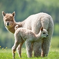 045590 Alpaka mit Fohlen