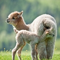 045591 Alpaka mit Fohlen