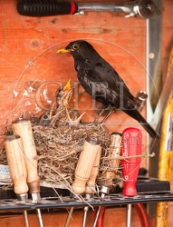 046131 Amsel mit Kueken