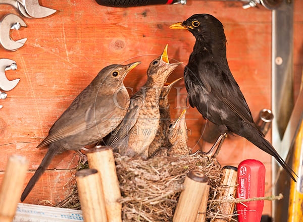 046132 Amsel mit Kueken