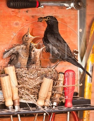 046133 Amsel mit Kueken
