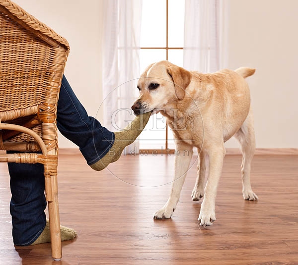 046378 Labrador Retriever zieht an Socke