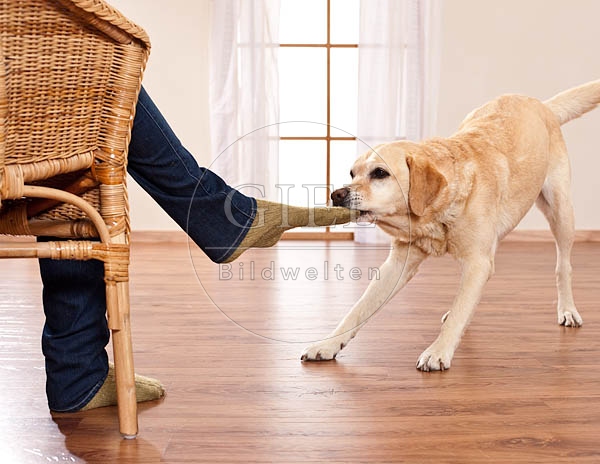 046379 Labrador Retriever zieht an Socke