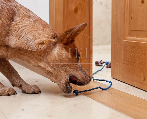 046392 Australian Cattle Dog