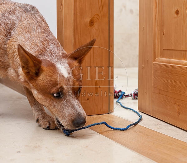046393 Australian Cattle Dog