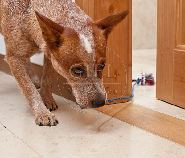 046394 Australian Cattle Dog