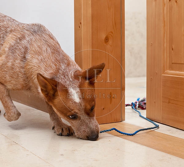 046395 Australian Cattle Dog