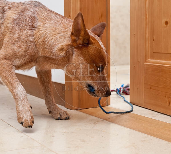 046396 Australian Cattle Dog