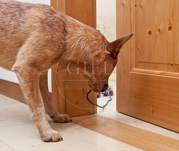 046397 Australian Cattle Dog