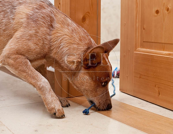 046398 Australian Cattle Dog