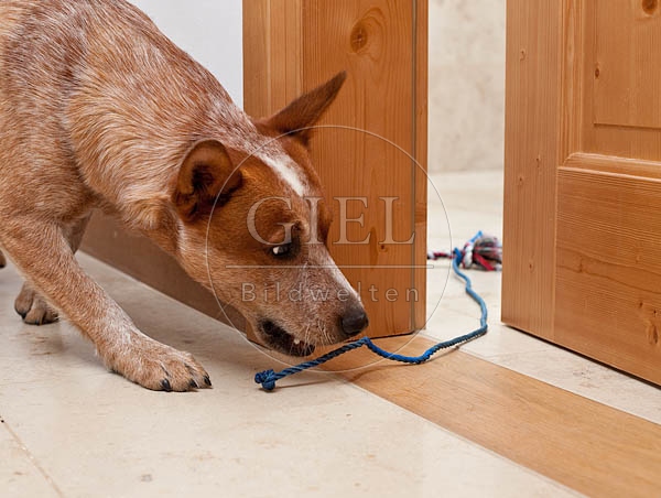 046399 Australian Cattle Dog