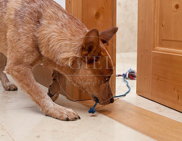 046400 Australian Cattle Dog