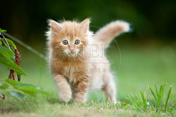 046616 Maine Coon Kaetzchen