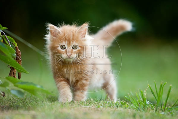 046617 Maine Coon Kaetzchen
