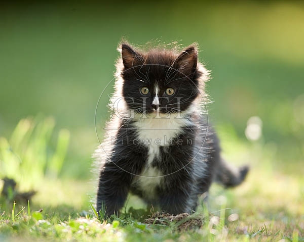 046619 Maine Coon Kaetzchen
