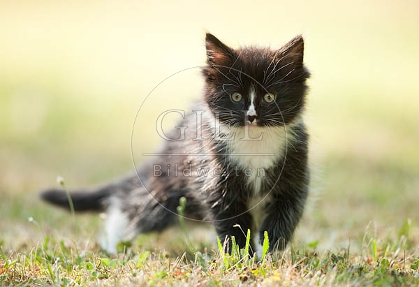 046623 Maine Coon Kaetzchen