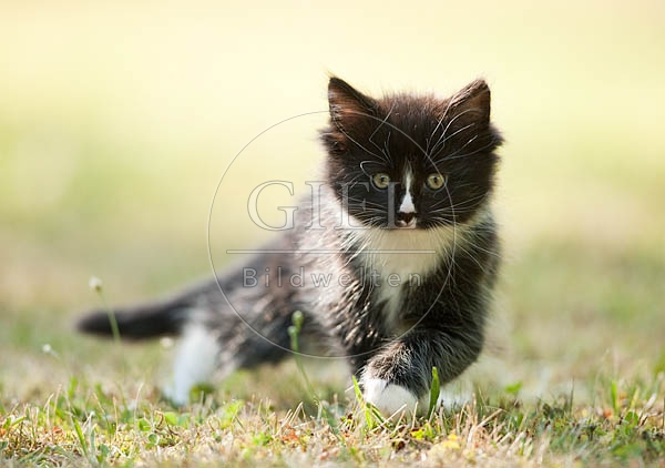 046624 Maine Coon Kaetzchen