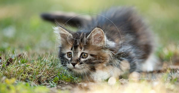 046629 Maine Coon Kaetzchen