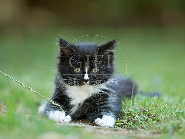 046634 Maine Coon Kaetzchen