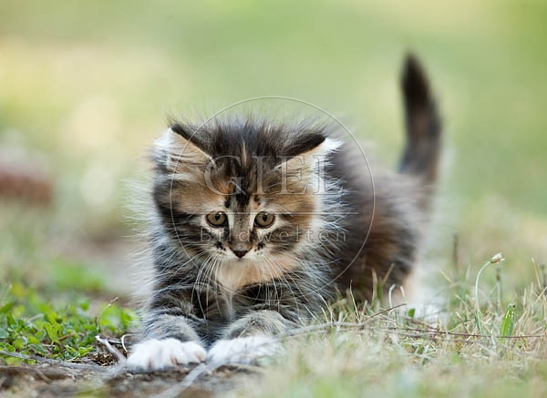 046636 Maine Coon Kaetzchen