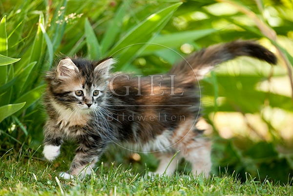 046642 Maine Coon Kaetzchen