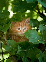 046651 Maine Coon Kaetzchen