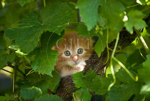 046656 Maine Coon Kaetzchen