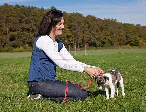 047610 Frau und Whippet Welpe