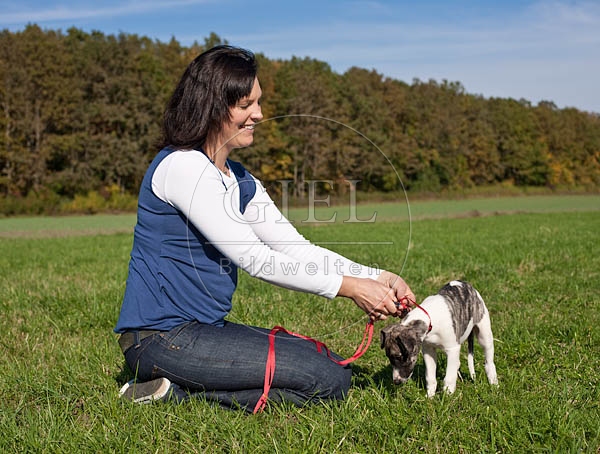 047611 Frau und Whippet Welpe
