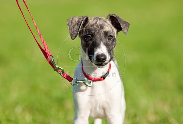 047628 Whippet Welpe