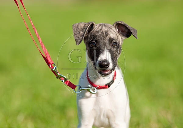 047629 Whippet Welpe