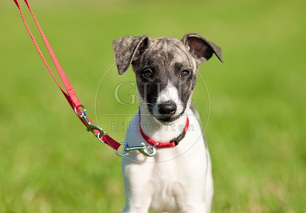 047630 Whippet Welpe