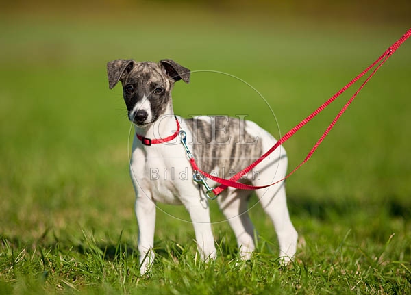 047632 Whippet Welpe