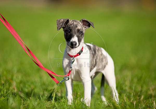 047634 Whippet Welpe